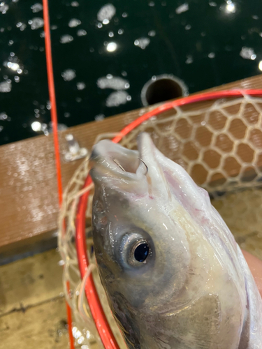 ソウギョの釣果