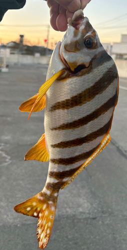 タカノハダイの釣果