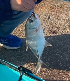 メッキの釣果