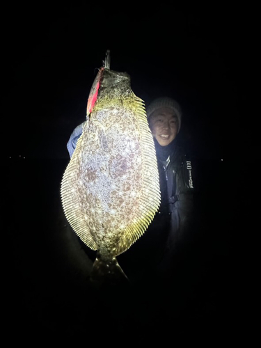 ヒラメの釣果