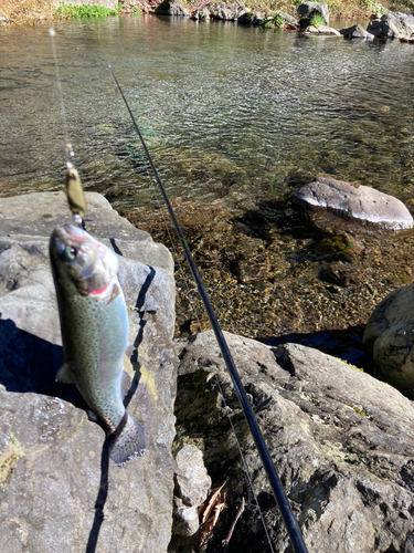 ニジマスの釣果