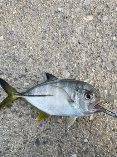 メッキの釣果