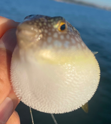 コモンフグの釣果