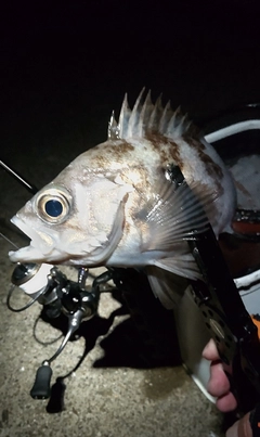 メバルの釣果