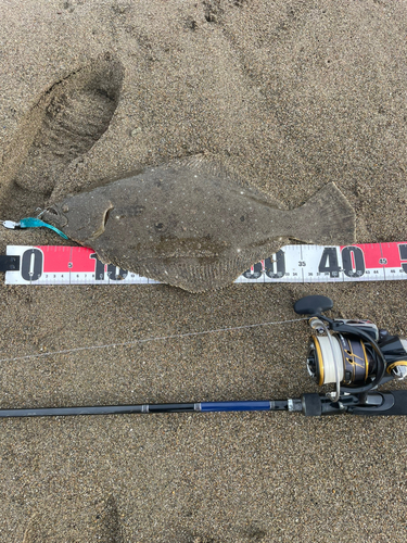 ヒラメの釣果