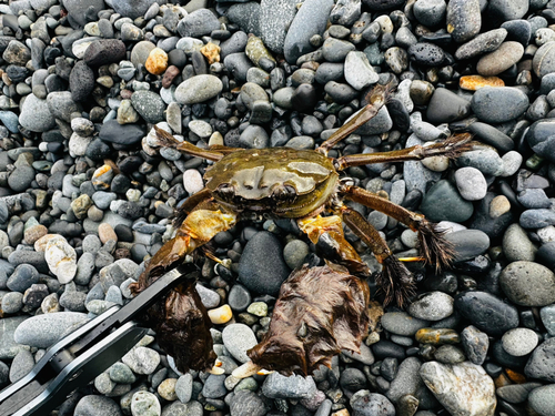 モクズガニの釣果