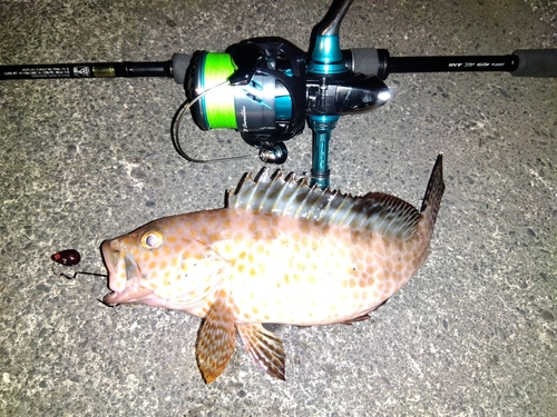 オオモンハタの釣果