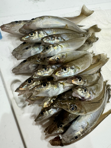 釣果