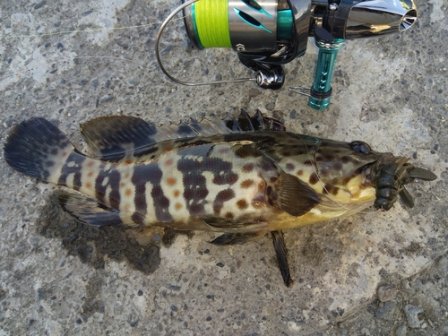 チャイロマルハタの釣果