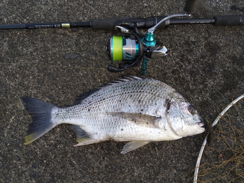 キビレの釣果