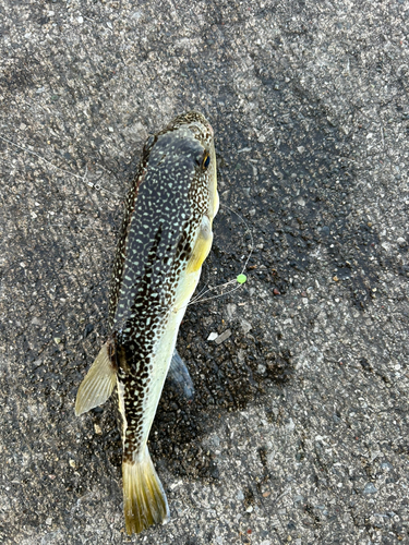 ショウサイフグの釣果