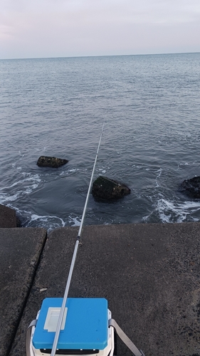 イナダの釣果