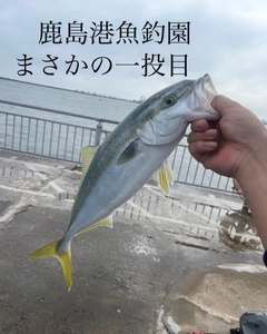 イナダの釣果