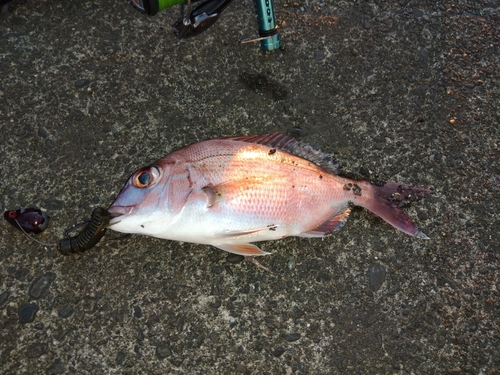 チダイの釣果