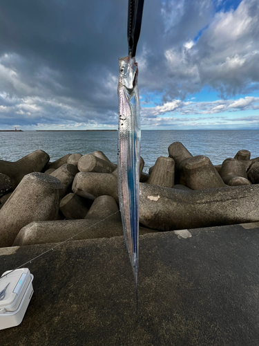 タチウオの釣果