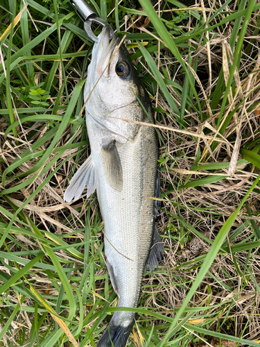 フッコ（マルスズキ）の釣果