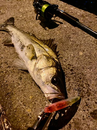 セイゴ（マルスズキ）の釣果