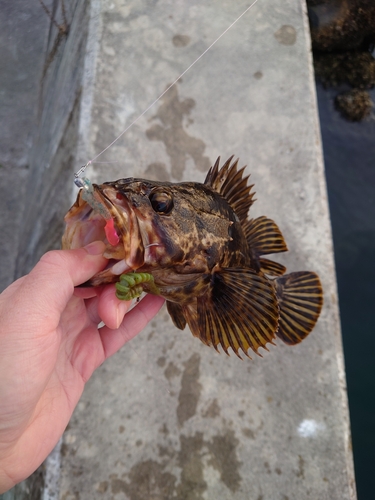 タケノコメバルの釣果