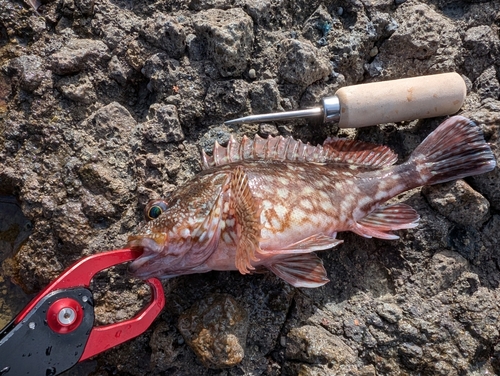 カサゴの釣果