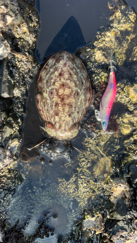 コウイカの釣果