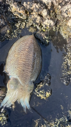 コウイカの釣果