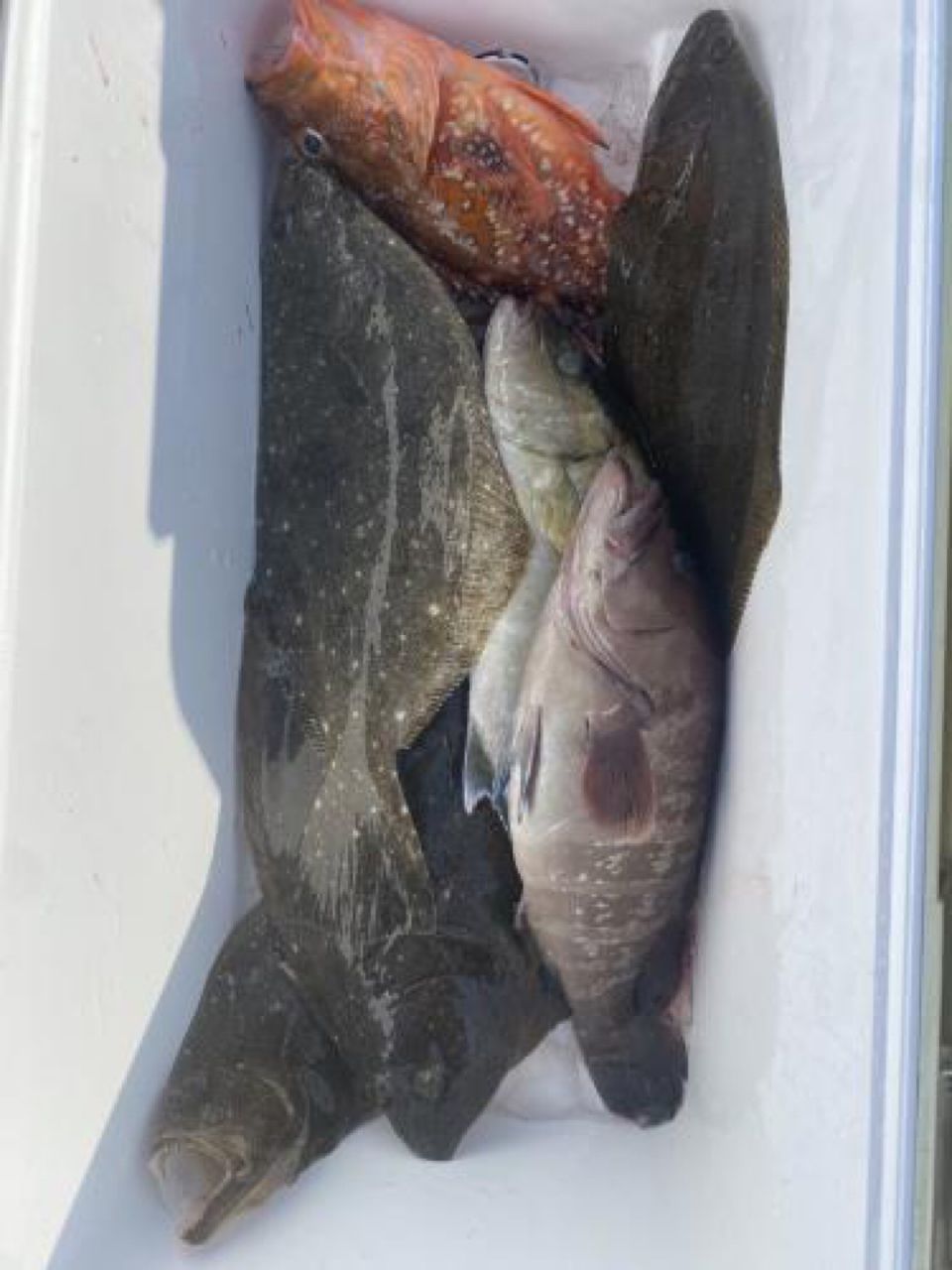 やすくろうさんの釣果 2枚目の画像