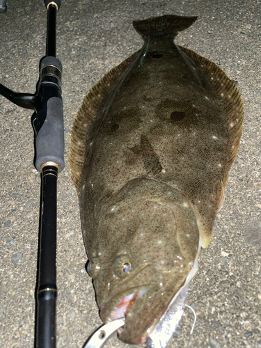 ヒラメの釣果