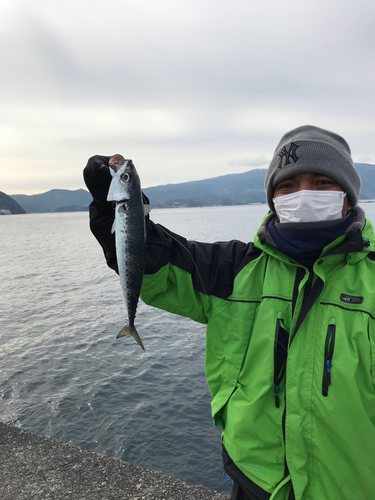 ゴマサバの釣果