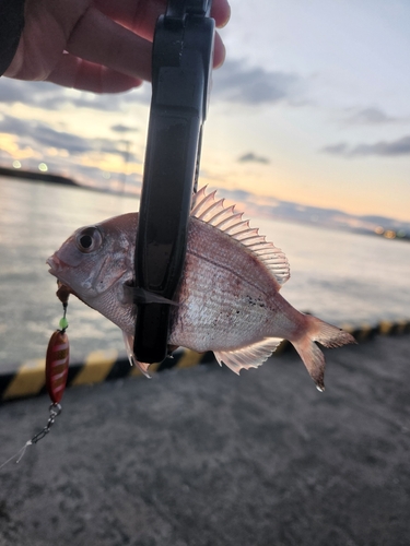 チャリコの釣果