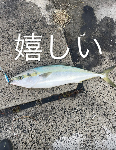 ブリの釣果