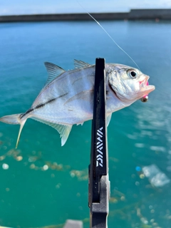 メッキの釣果