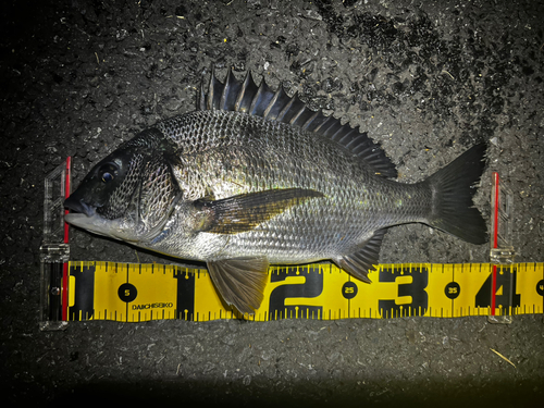 クロダイの釣果