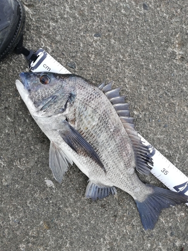 クロダイの釣果