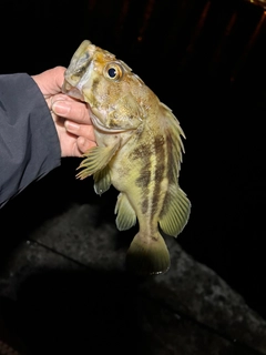 オウゴンムラソイの釣果