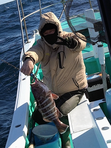 マハタの釣果