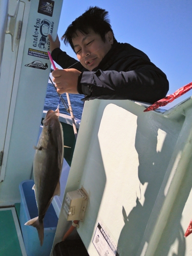 カンパチの釣果