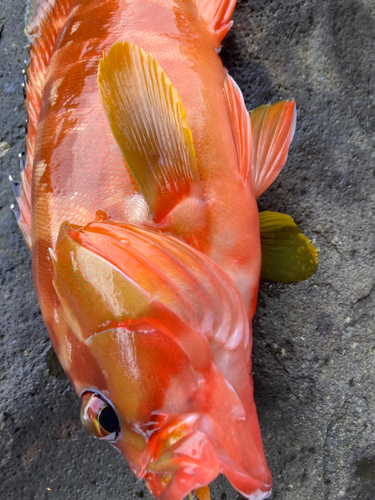 アカハタの釣果