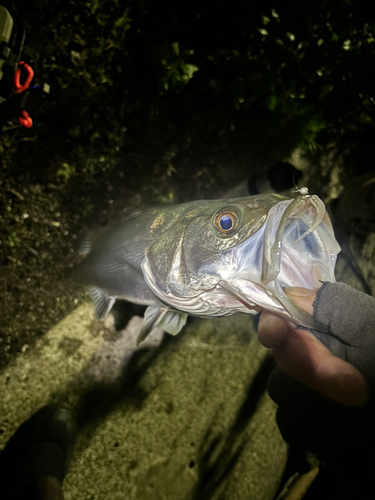 館山湾