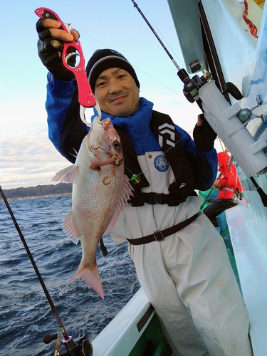 マダイの釣果