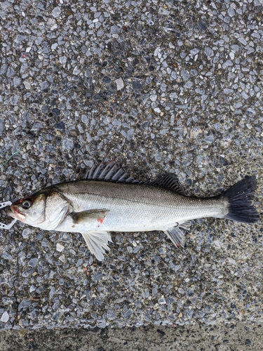 若洲海浜公園海釣り施設