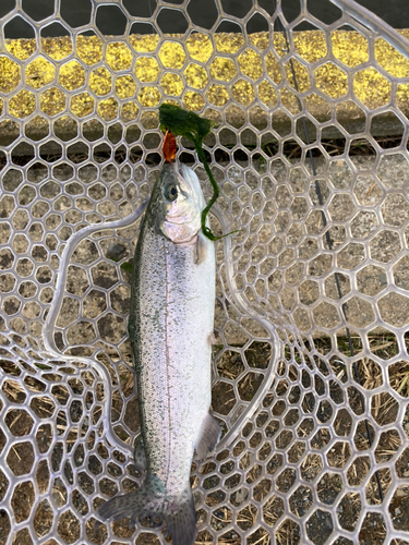 レインボートラウトの釣果