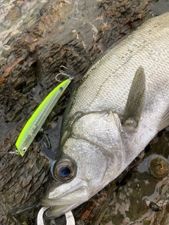 ヒラスズキの釣果