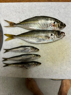 アジの釣果