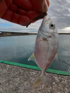 メッキの釣果