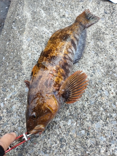 アイナメの釣果