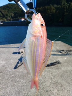 イトヨリダイの釣果