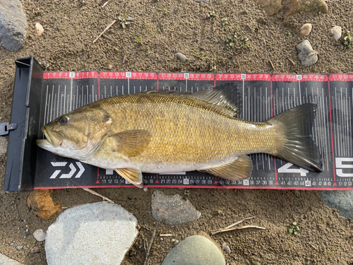 スモールマウスバスの釣果