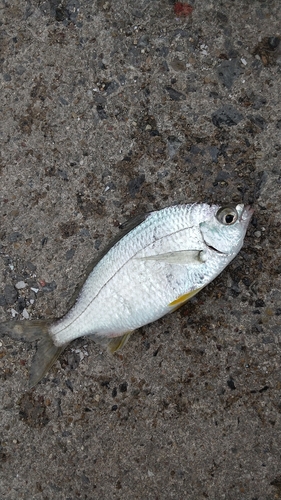 釣果