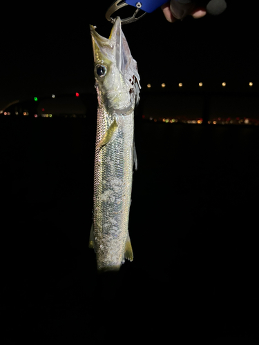 若洲海浜公園海釣り施設