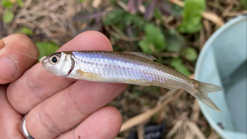 モロコの釣果